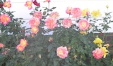 Roses Elmwood IL